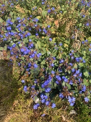 Ceratostigma