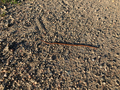 Storeria occipitomaculata