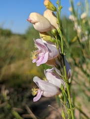 Penstemon palmeri
