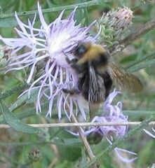 Bombus occidentalis