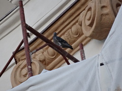 Columba livia domestica