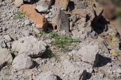 Euphorbia pediculifera