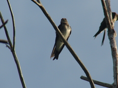 Stelgidopteryx serripennis ridgwayi