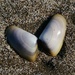 Wedge Clam - Photo (c) Jakob Fahr, some rights reserved (CC BY-NC), uploaded by Jakob Fahr