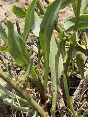 Tripolium pannonicum