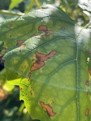 Cercospora moricola