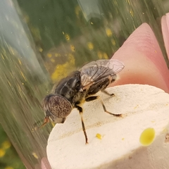 Eristalinus aeneus