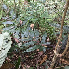 Tectaria phaeocaulis