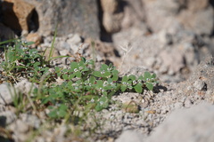 Euphorbia pediculifera