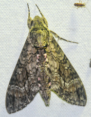 Agrius cingulata