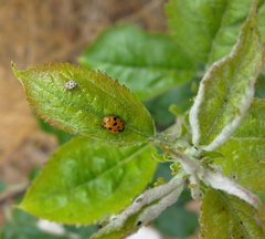 Deraeocoris punctulatus