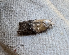 Acleris