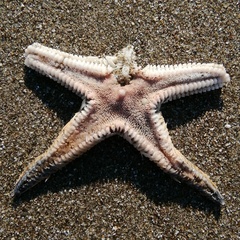 Astropecten
