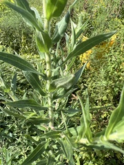 Oenothera curtiflora