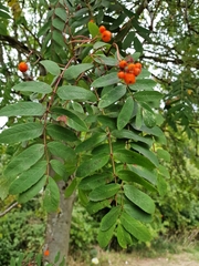 Sorbus aucuparia