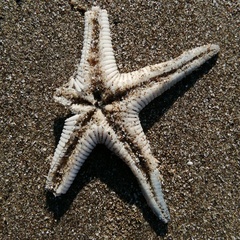 Astropecten