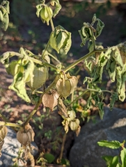 Physalis neomexicana