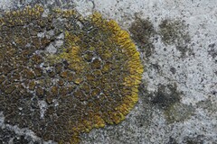 Variospora flavescens