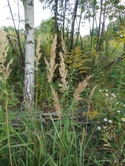 Calamagrostis