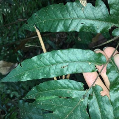 Tectaria phaeocaulis