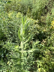 Oenothera curtiflora