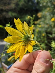 Helianthus giganteus