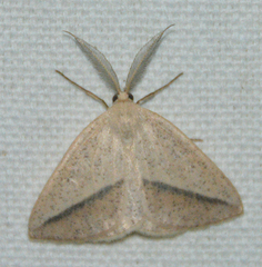Lychnosea intermicata
