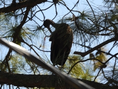 Aramus guarauna