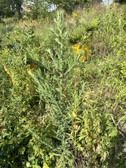 Oenothera curtiflora
