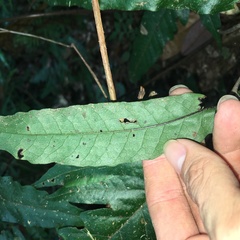 Tectaria phaeocaulis