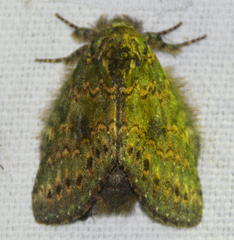 Cecrita biundata