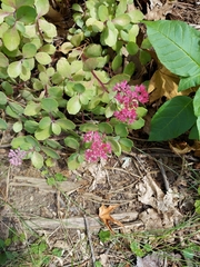 Hylotelephium telephium