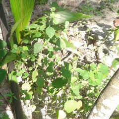 Mesosphaerum suaveolens