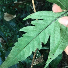 Tectaria phaeocaulis