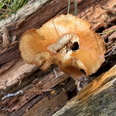 Gymnopilus penetrans