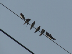 Stelgidopteryx serripennis ridgwayi