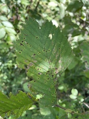 Stegophora ulmea
