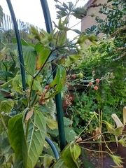 Magnoliopsida