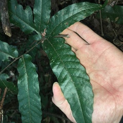 Tectaria phaeocaulis