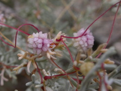 Cuscuta planiflora