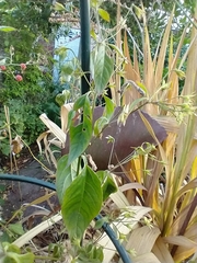 Magnoliopsida