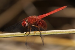 Dythemis maya