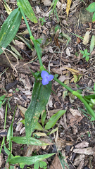 Tradescantia subaspera