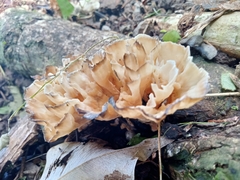 Podoscypha petalodes