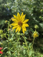 Helianthus giganteus