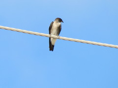 Stelgidopteryx serripennis ridgwayi