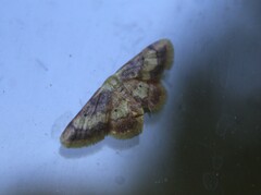 Idaea demissaria