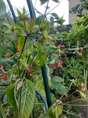 Magnoliopsida