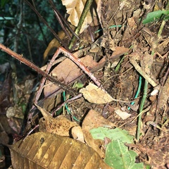 Tectaria phaeocaulis