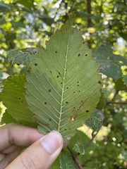 Stegophora ulmea